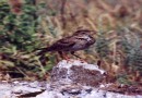 Kalandra Lark ©  Pandion Wild Tours